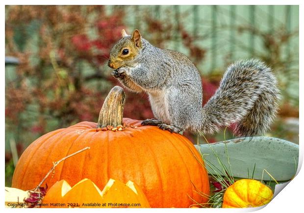 Grey Squirrel on a Pumpkin 1 Print by Helkoryo Photography