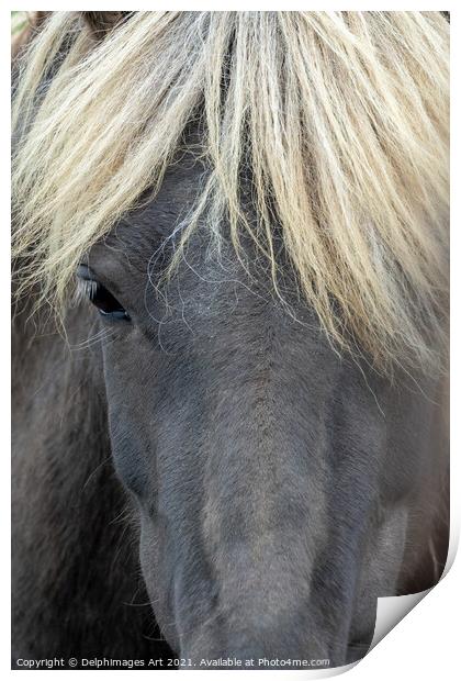 Icelandic black horse portrait Print by Delphimages Art