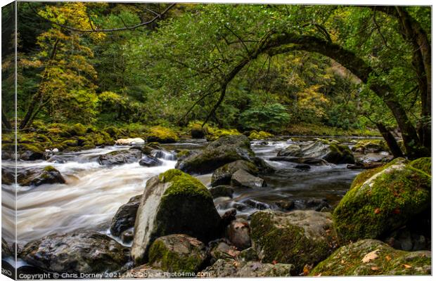 River Braan at the Hermitage in Scotland, UK Canvas Print by Chris Dorney