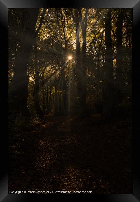 Beechwood Sunburst Framed Print by Mark Rosher