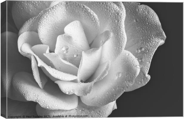Raindrops on White Rose  Canvas Print by Paul Tuckley