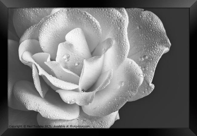 Raindrops on White Rose  Framed Print by Paul Tuckley