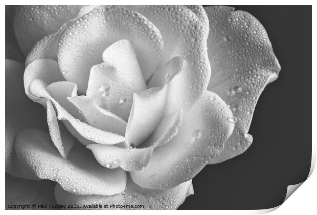 Raindrops on White Rose  Print by Paul Tuckley