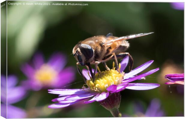 Pollinators Canvas Print by Kevin White