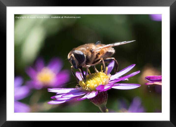 Pollinators Framed Mounted Print by Kevin White