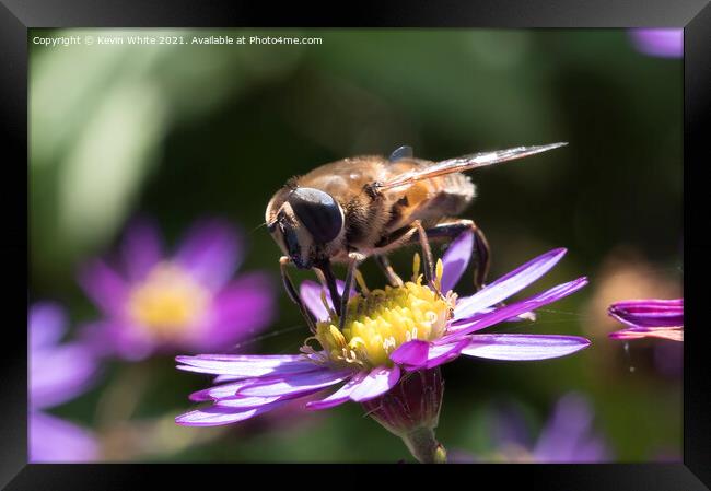 Pollinators Framed Print by Kevin White