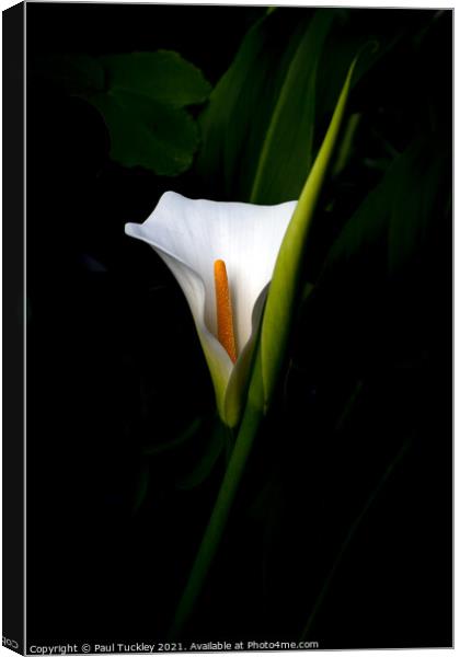 Arum Lily  Canvas Print by Paul Tuckley