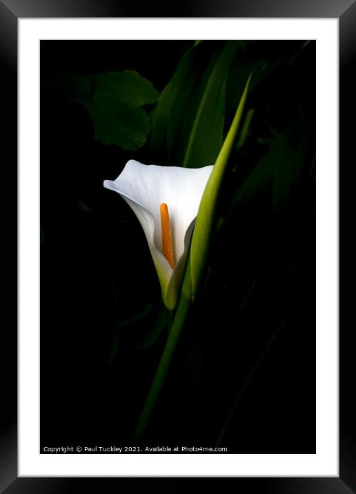 Arum Lily  Framed Mounted Print by Paul Tuckley