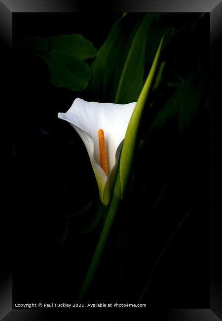 Arum Lily  Framed Print by Paul Tuckley