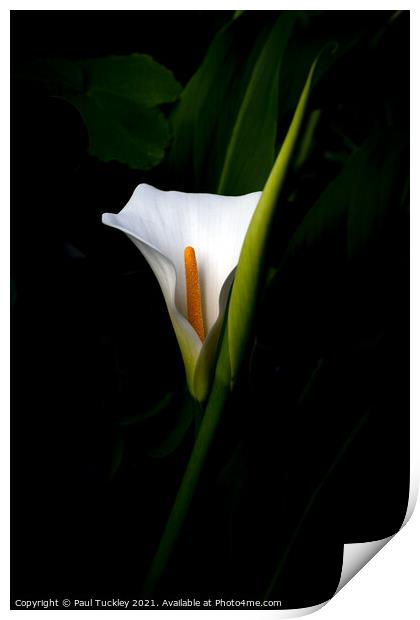 Arum Lily  Print by Paul Tuckley