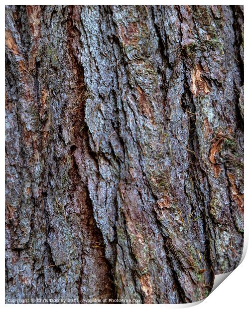 Tree Bark Close-up Print by Chris Dorney