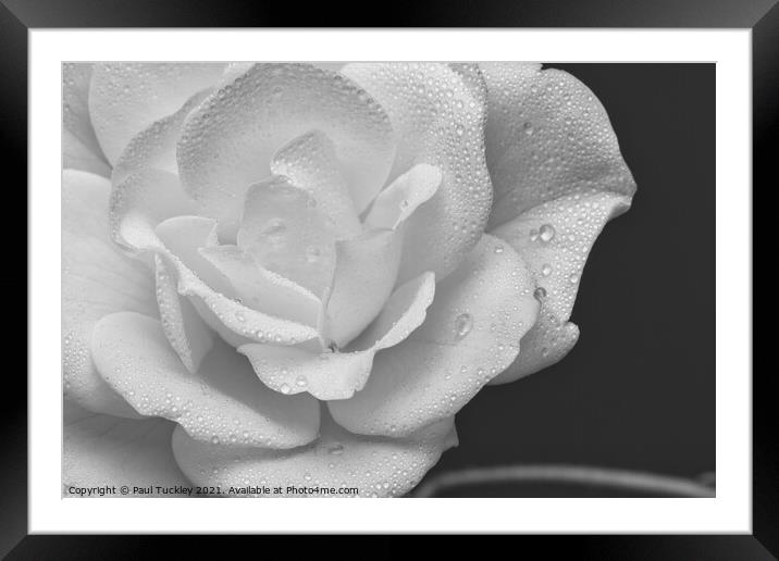 Raindrops on a White Rose 2  Framed Mounted Print by Paul Tuckley