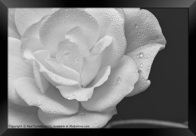 Raindrops on a White Rose 2  Framed Print by Paul Tuckley