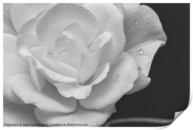 Raindrops on a White Rose 2  Print by Paul Tuckley
