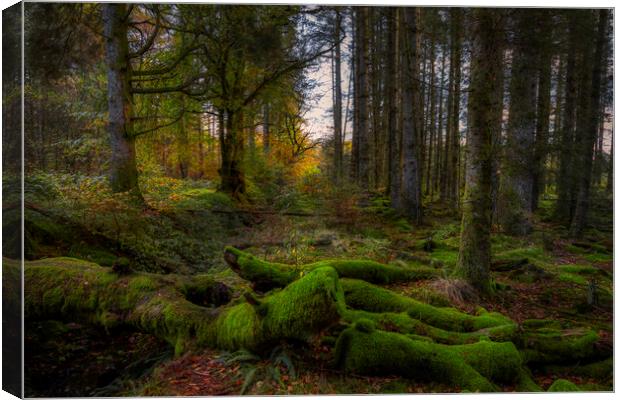 Old Oaks on the Forest Floor Canvas Print by Derek Beattie