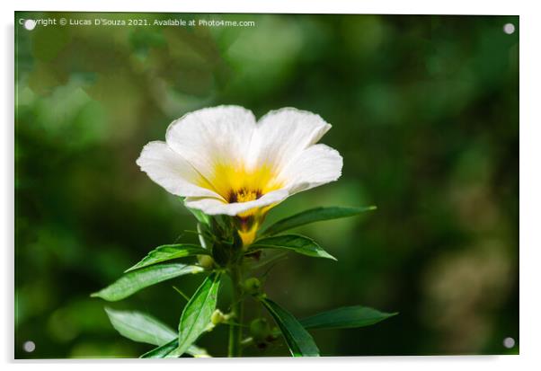 Wild flower - Turnera subulata Acrylic by Lucas D'Souza