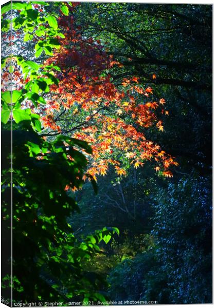 Sycamore Leaves Canvas Print by Stephen Hamer