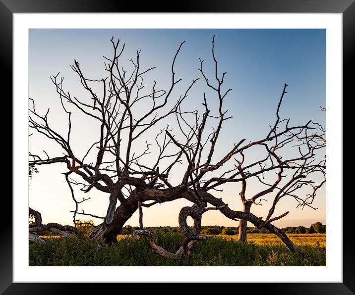 Reaching To The Sky Framed Mounted Print by Alan Jackson