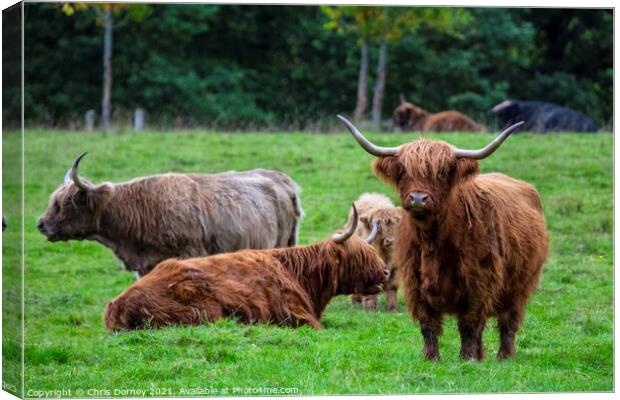 Highland Cows in Scotland, UK Canvas Print by Chris Dorney