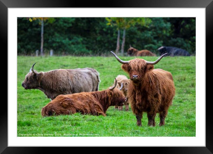 Highland Cows in Scotland, UK Framed Mounted Print by Chris Dorney