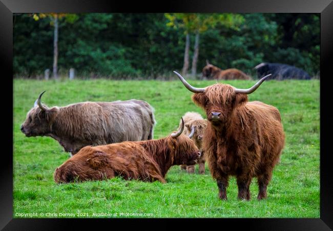 Highland Cows in Scotland, UK Framed Print by Chris Dorney