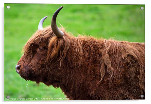 Highland Cow in Scotland, UK Acrylic by Chris Dorney