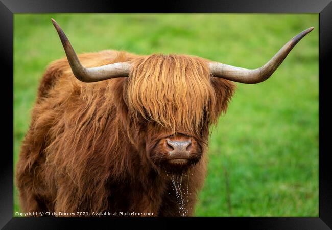 Highland Cow in Scotland, UK Framed Print by Chris Dorney