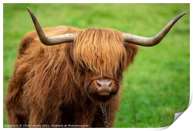 Highland Cow in Scotland, UK Print by Chris Dorney