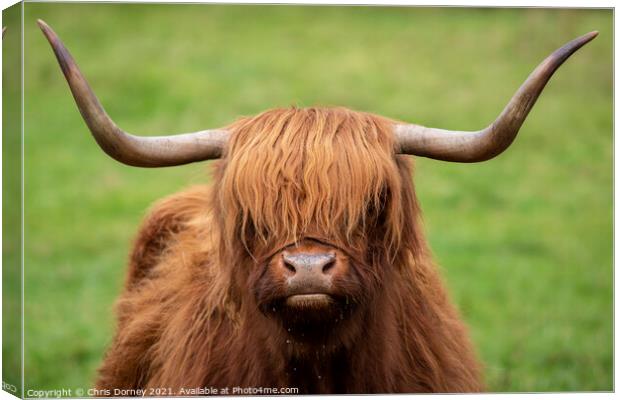 Highland Cow in Scotland, UK Canvas Print by Chris Dorney