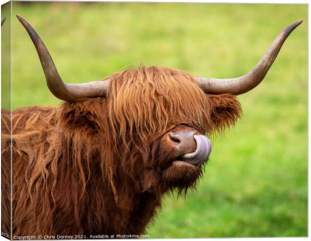 Highland Cow in Scotland, UK Canvas Print by Chris Dorney