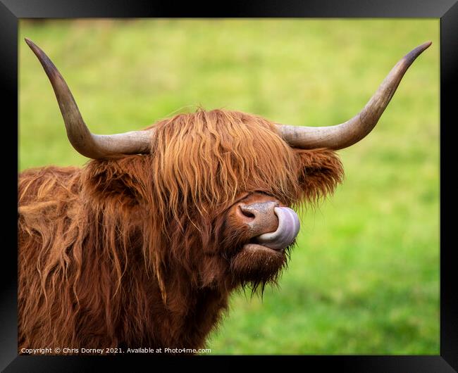 Highland Cow in Scotland, UK Framed Print by Chris Dorney