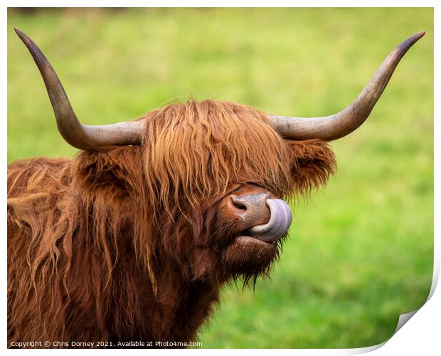 Highland Cow in Scotland, UK Print by Chris Dorney