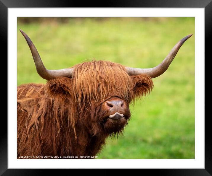 Highland Cow in Scotland, UK Framed Mounted Print by Chris Dorney