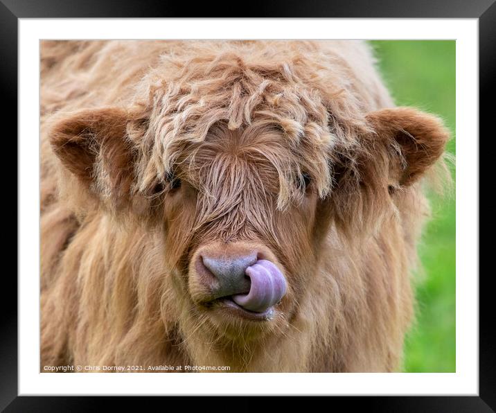 Highland Cattle Calf in Scotland, UK Framed Mounted Print by Chris Dorney
