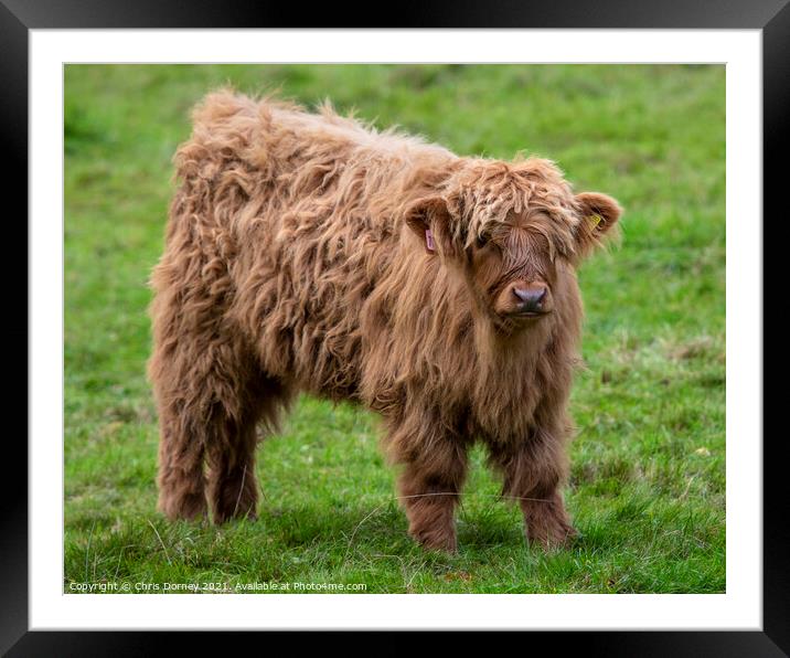 Highland Cattle Calf in Scotland, UK Framed Mounted Print by Chris Dorney