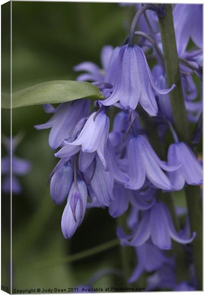 Bluebells Canvas Print by Judy Dean