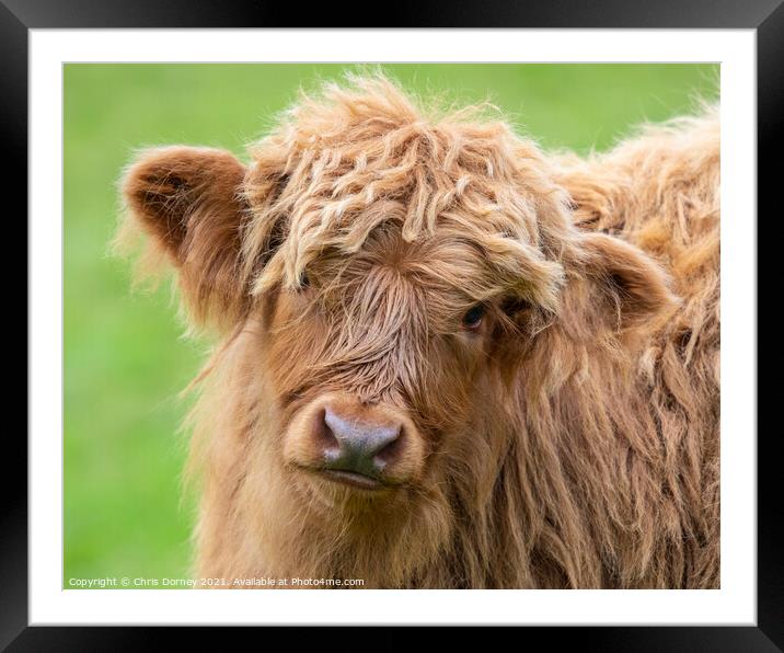 Highland Cattle Calf in Scotland, UK Framed Mounted Print by Chris Dorney