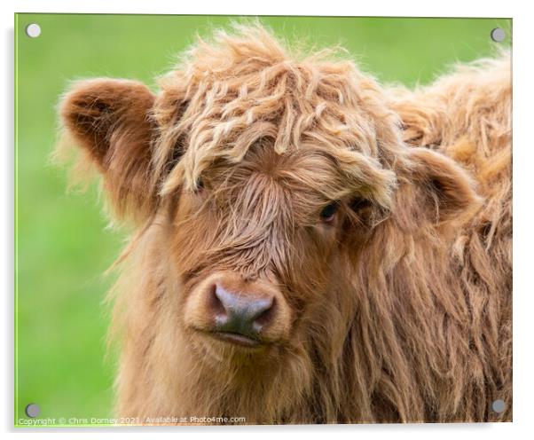 Highland Cattle Calf in Scotland, UK Acrylic by Chris Dorney