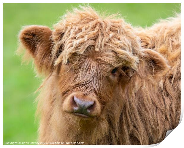 Highland Cattle Calf in Scotland, UK Print by Chris Dorney