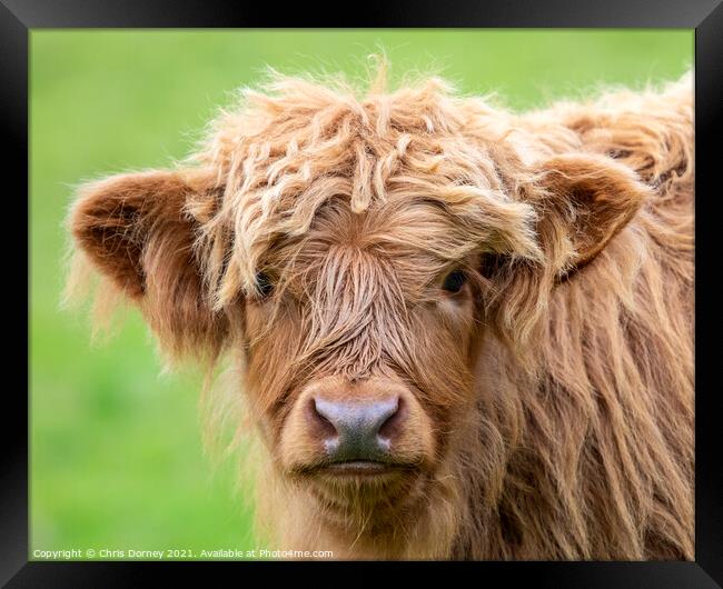 Highland Cattle Calf in Scotland, UK Framed Print by Chris Dorney