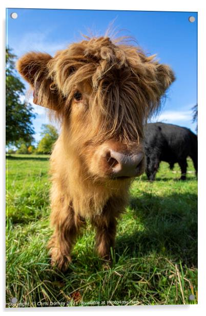 Highland Cattle Calf in Scotland, UK Acrylic by Chris Dorney