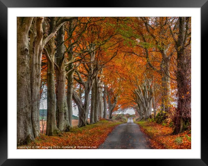 Late Autumn Beech Tree Avenue October Road Gold Rural Scotland Framed Mounted Print by OBT imaging