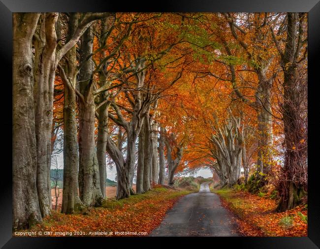 Late Autumn Beech Tree Avenue October Road Gold Rural Scotland Framed Print by OBT imaging