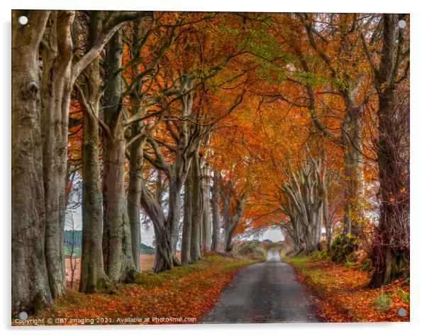 Late Autumn Beech Tree Avenue October Road Gold Rural Scotland Acrylic by OBT imaging