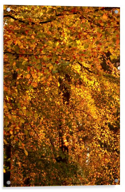 Sunlit autumn leaves Acrylic by Simon Johnson