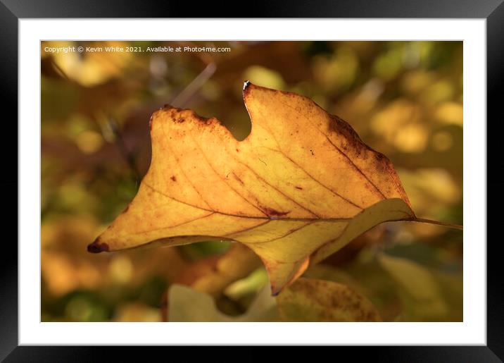 Autumn  leaves 2 Framed Mounted Print by Kevin White
