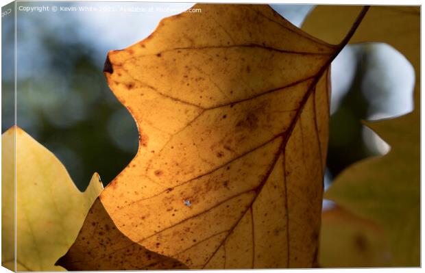 Autumn leaves 3 Canvas Print by Kevin White