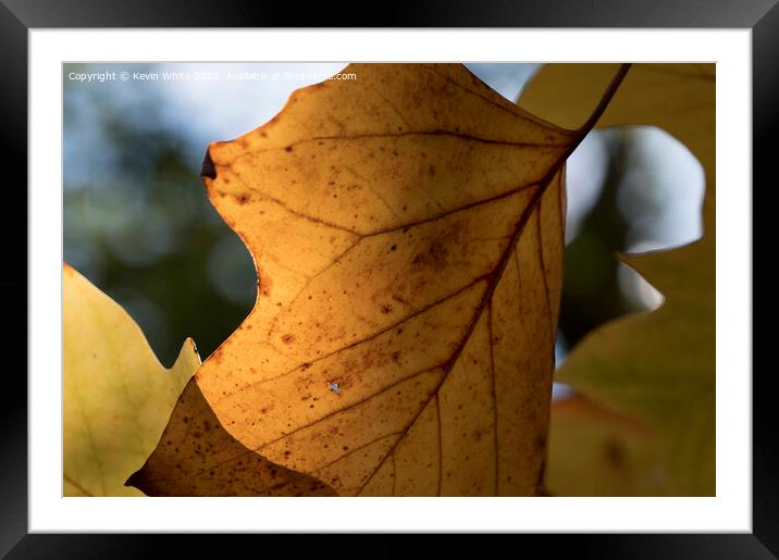 Autumn leaves 3 Framed Mounted Print by Kevin White