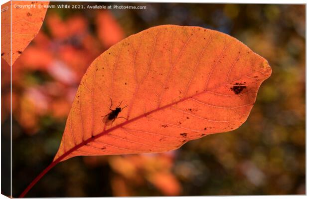 Autumn leaves with insect Canvas Print by Kevin White