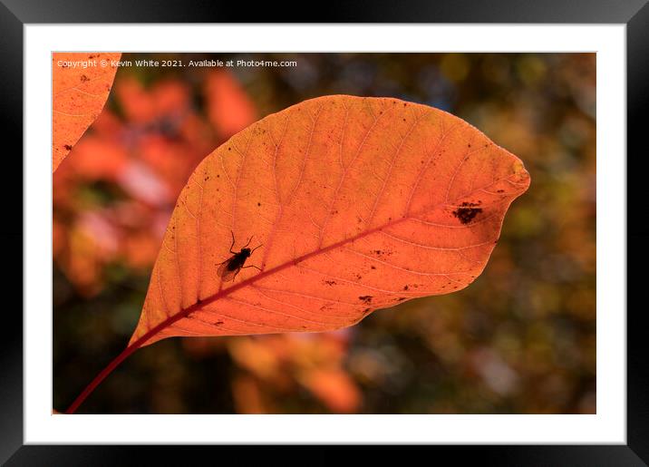Autumn leaves with insect Framed Mounted Print by Kevin White